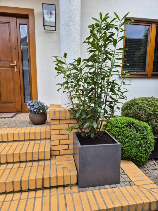 Donica betonowa Cubo 50, 50x50x50 cm – ujęcie 4